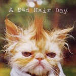 A bad hair day